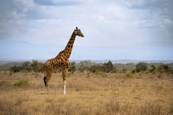 Girafe Mignonne Séjournant Sur Terrain Dans Parc National Lac Nakuru — Photo