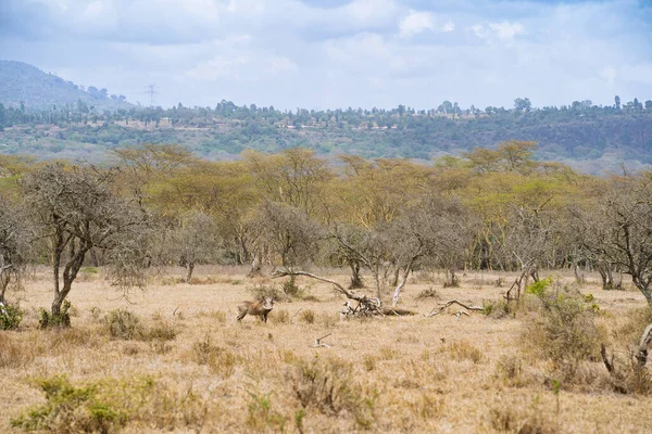 Дикая Природа Национальном Парке Накуру Кения — стоковое фото