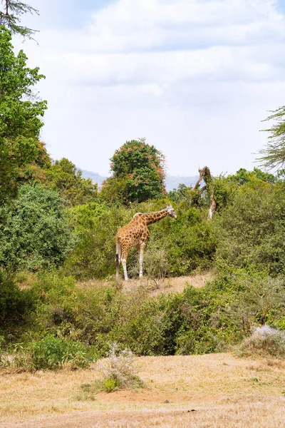 Jirafa Comiendo Hojas Acacia Parque Nacional Del Lago Nakuru Kenia —  Fotos de Stock