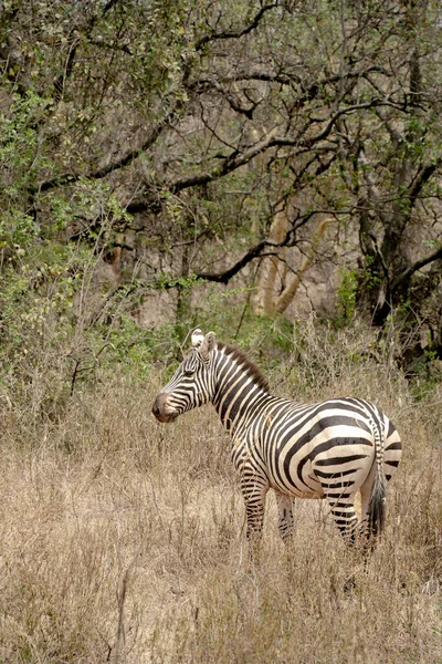 Bonito Zebra Solitária Pastando Perto Lago Nakuru Quênia — Fotografia de Stock