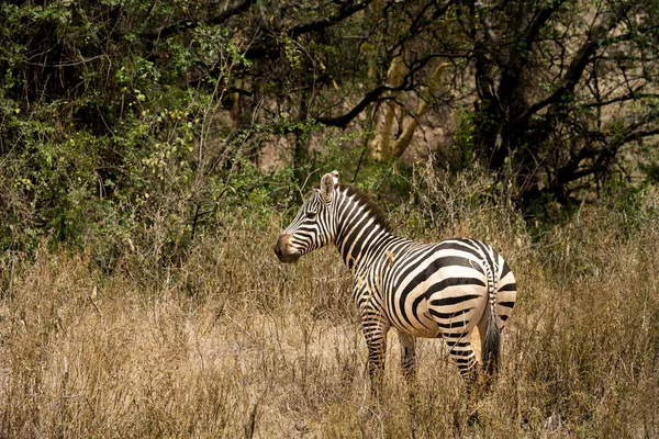 Kenya Nakuru Gölü Yakınlarında Otlayan Sevimli Yalnız Zebra — Stok fotoğraf
