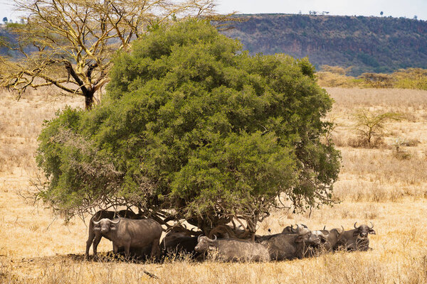 Дикая природа в национальном парке Накуру, Кения