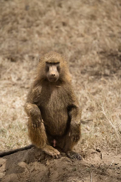 肯尼亚纳库鲁国家公园的一只狒狒正坐在草地上 — 图库照片