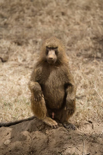 케냐의 나쿠루 공원의 원숭이 — 스톡 사진
