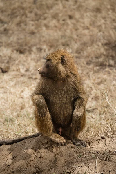 Scimmia Babbuino Seduta Sull Erba Nel Parco Nazionale Nakuru Kenya — Foto Stock