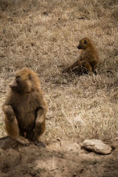 Πιθήκους Μπαμπουίνων Που Κάθονται Στο Γρασίδι Στο Εθνικό Πάρκο Nakuru — Φωτογραφία Αρχείου