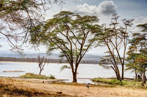 Wildlife Nakuru National Park Kenya — Stock Photo, Image