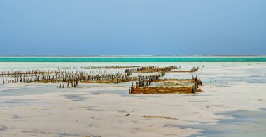 Jambiani plajı, Zanzibar doğu kıyısı, Tanzanya