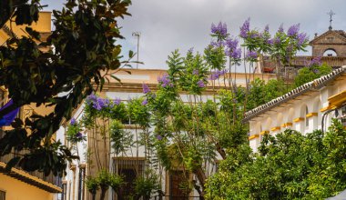 Jerez de la Frontera, İspanya - Haziran 12023: Güneşli havada tarihi şehir merkezi