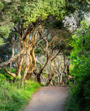 Mornington Yarımadası 'nın güneşli havadaki manzarası, Avustralya