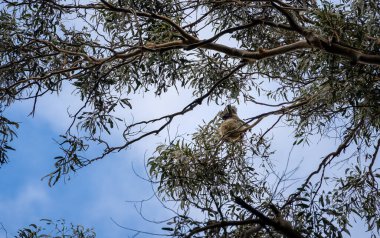 Avustralya 'daki Büyük Otway Ulusal Parkı manzarası