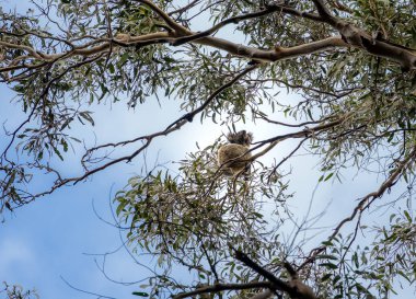 Avustralya 'daki Büyük Otway Ulusal Parkı manzarası