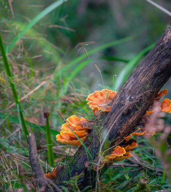 Avustralya 'daki Büyük Otway Ulusal Parkı manzarası