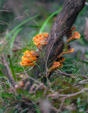 Avustralya 'daki Büyük Otway Ulusal Parkı manzarası