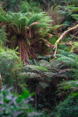 Avustralya 'daki Büyük Otway Ulusal Parkı manzarası