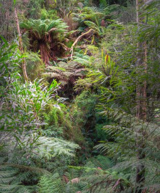 Avustralya 'daki Büyük Otway Ulusal Parkı manzarası