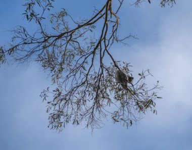 Avustralya 'daki Büyük Otway Ulusal Parkı manzarası