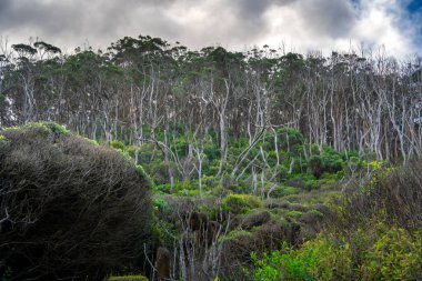 Avustralya 'daki Büyük Otway Ulusal Parkı manzarası
