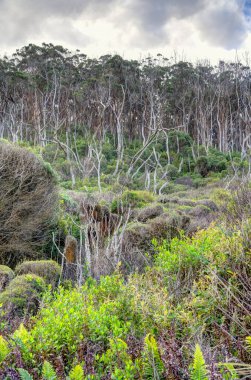 Avustralya 'daki Büyük Otway Ulusal Parkı manzarası