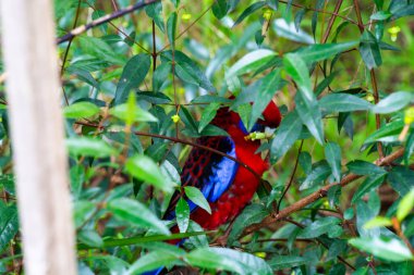 Kırmızı bir papağan ormanda bir ağaçta oturuyor.