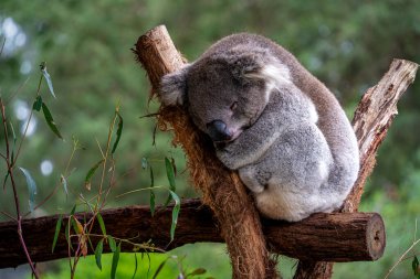 Koala okaliptüs dalında uyuyor.