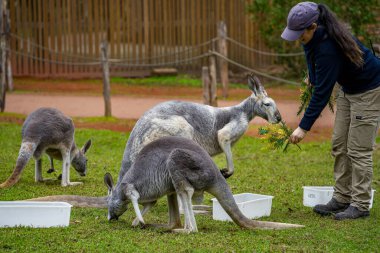 Melbourne, Avustralya - 24 Temmuz 2023: Avustralya hayvanat bahçesinde bir grup kanguru ve valabi