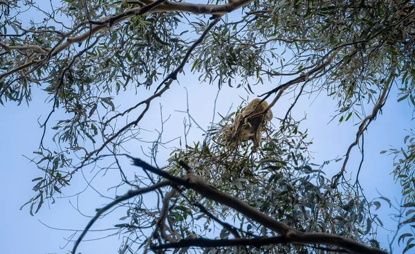Scenisk Utsikt Över Great Otway National Park Australien — Stockfoto