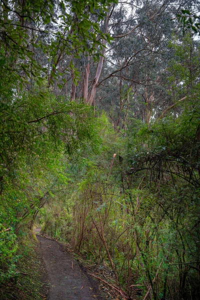 Сценический Вид Национального Парка Грейт Отвей Австралии — стоковое фото