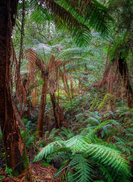 Vista Panorámica Del Parque Nacional Great Otway Australia — Foto de Stock