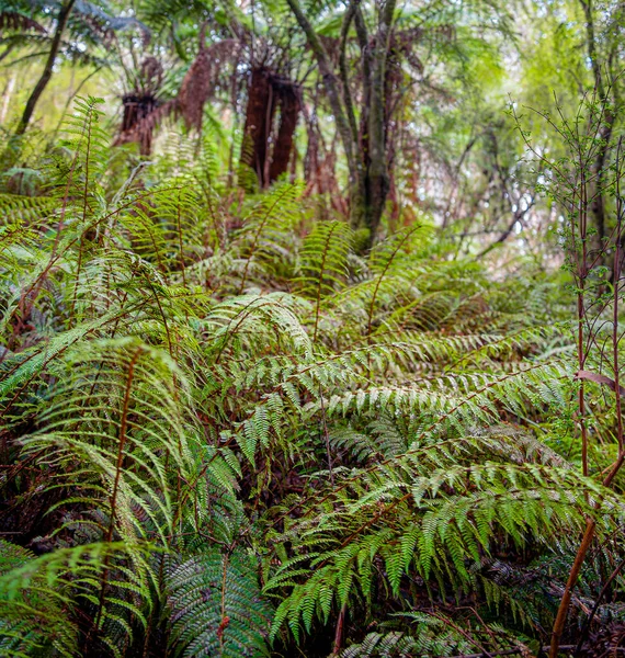 Vista Panorámica Del Parque Nacional Great Otway Australia — Foto de Stock