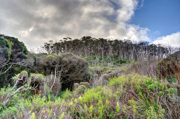 Vista Panorâmica Great Otway National Park Austrália — Fotografia de Stock