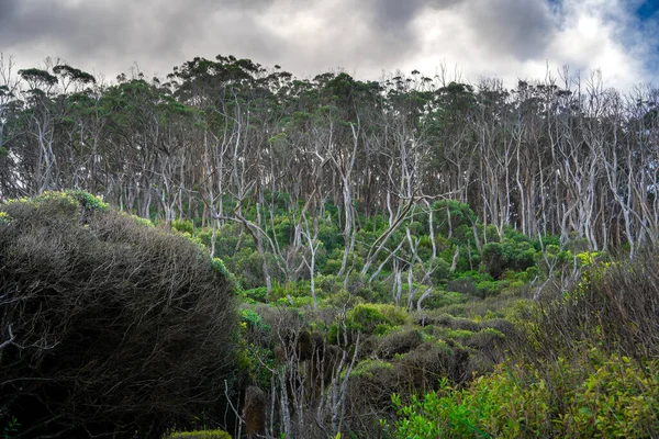 Scenic View Great Otway National Park Australia — Stock Photo, Image