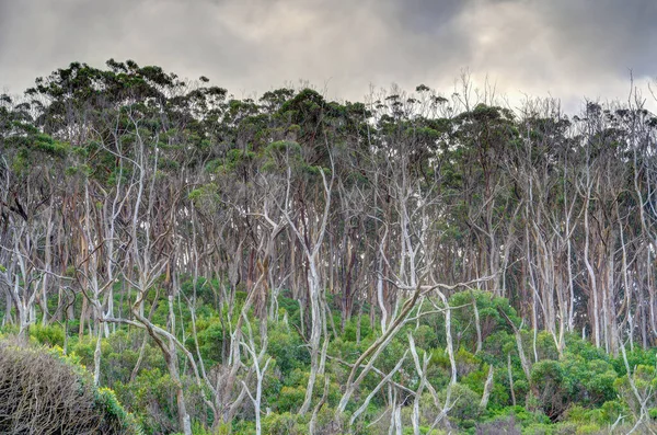 Scenisk Utsikt Över Great Otway National Park Australien — Stockfoto