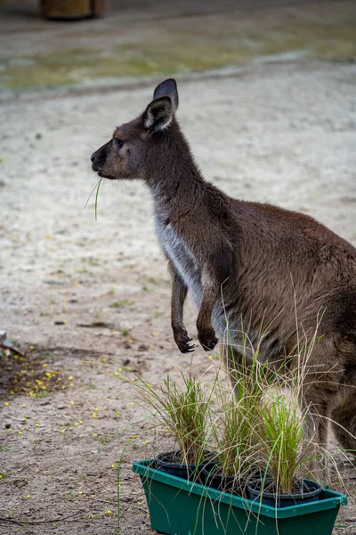 Avustralya Hayvanat Bahçesinde Bir Grup Kanguru Valabi — Stok fotoğraf