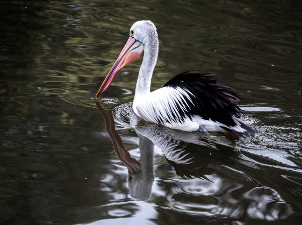 Nahaufnahme Des Australischen Pelikans Beim Gleiten Auf Dem Wasser — Stockfoto