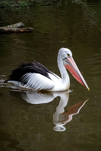 Nahaufnahme Des Australischen Pelikans Beim Gleiten Auf Dem Wasser — Stockfoto