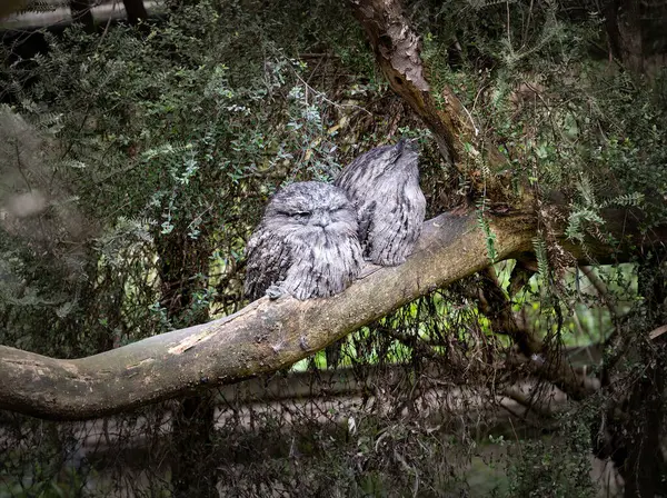 Nahaufnahme Einer Schönen Eulen Sitzt Auf Dem Baum Bracnh — Stockfoto