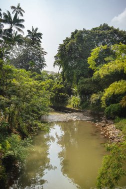 Endonezya 'da tropikal bitki ve ağaçlarla güzel manzara Bogor Gardens