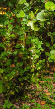 Endonezya 'da tropikal bitki ve ağaçlarla güzel manzara Bogor Gardens