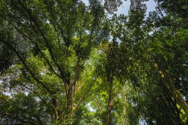 Endonezya 'da tropikal bitki ve ağaçlarla güzel manzara Bogor Gardens