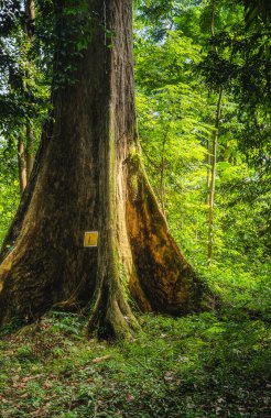 Endonezya 'da tropikal bitki ve ağaçlarla güzel manzara Bogor Gardens