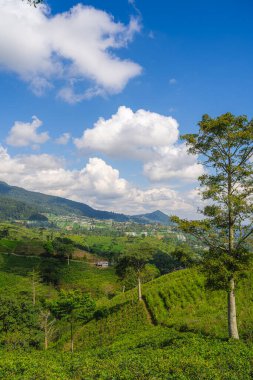 Gunung Lawu Volkanı, Java, Endonezya 'nın yamaçları