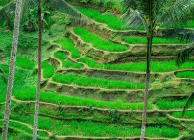 Tegalalang Rice Terrace, Bali, Endonezya 'nın güzel manzarası