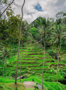 Tegalalang Rice Terrace, Bali, Endonezya 'nın güzel manzarası