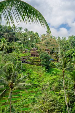 Tegalalang Rice Terrace, Bali, Endonezya 'nın güzel manzarası
