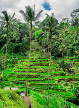 Tegalalang Rice Terrace, Bali, Endonezya 'nın güzel manzarası