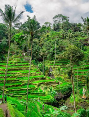 Tegalalang Rice Terrace, Bali, Endonezya 'nın güzel manzarası