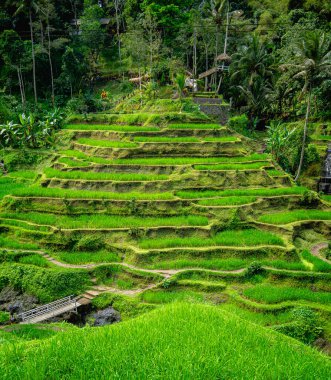 Tegalalang Rice Terrace, Bali, Endonezya 'nın güzel manzarası