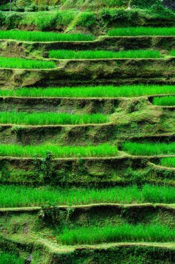 Tegalalang Rice Terrace, Bali, Endonezya 'nın güzel manzarası