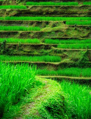 Tegalalang Rice Terrace, Bali, Endonezya 'nın güzel manzarası